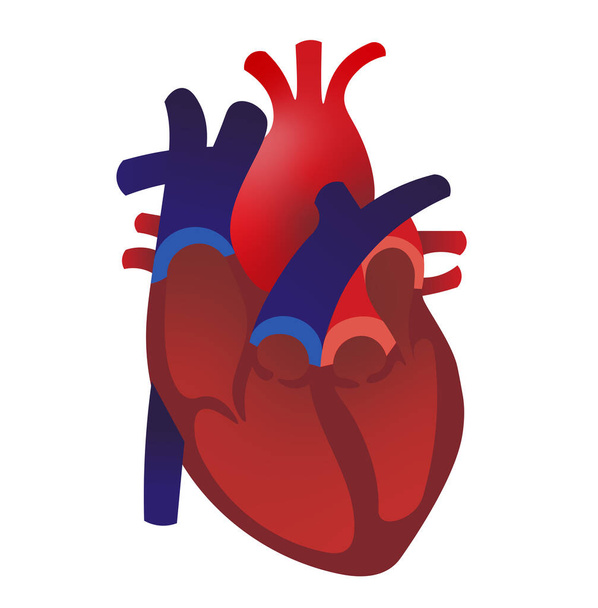 Anatomie cardiaque ilustration. Coeur ouvert avec ventricules et valves - Photo, image