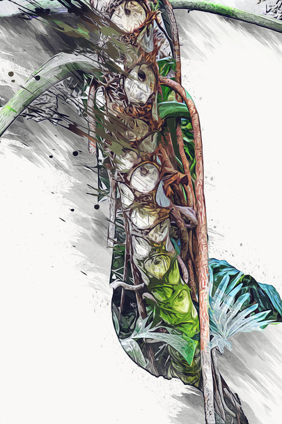 Herzförmige zweifarbige Blätter von Philodendron plowmanii, der seltenen exotischen Regenwaldpflanze mit Waldfarnen und Sorten tropischer Blattpflanzen im Ziergarten, Illustration, Zeichnung, Skizze, antik, retro, vintage. - Foto, Bild