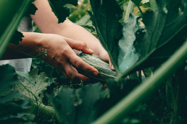 Hands with zucchini during harvesting on farm.  - Foto, Bild