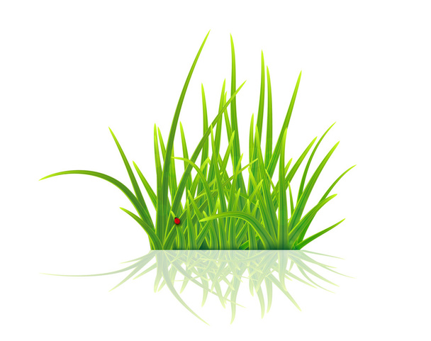green grass - Vettoriali, immagini