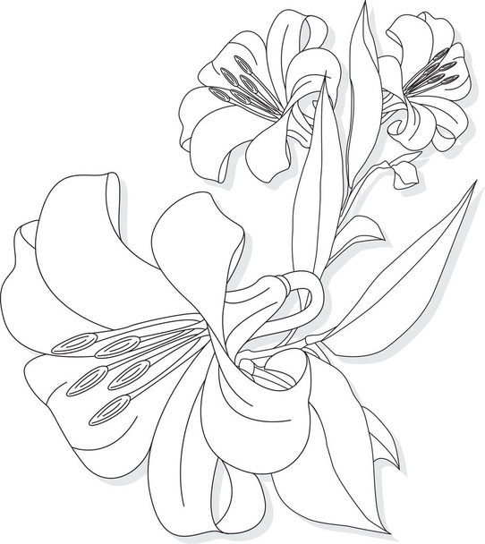 Beautiful Lily flower on white background. Monochrome illustration - Wektor, obraz