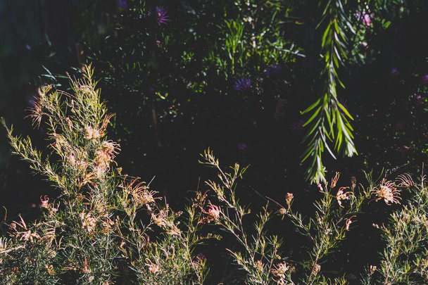 native Australian grevillea semper florens plant outdoor in beautiful tropical backyard shot at shallow depth of field - Foto, Bild