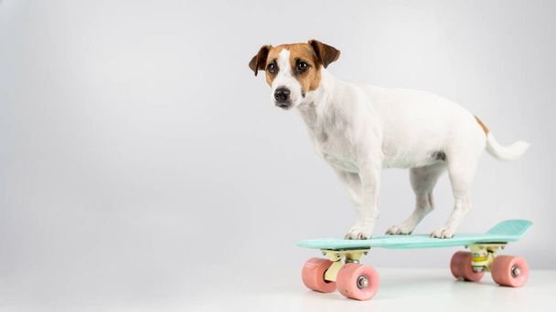 Dog on a penny board on a white background. Jack Russell Terrier rides a skateboard in the studio. - Фото, изображение