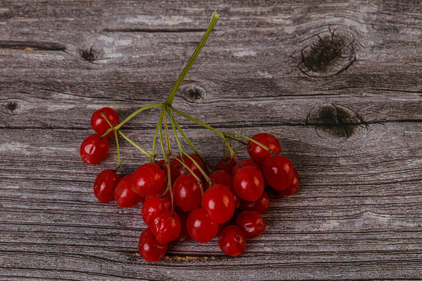 Red sweet tasty and juicy Viburnum berries - Φωτογραφία, εικόνα