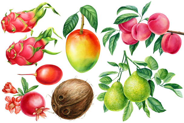 Vesiväri eksoottisia hedelmiä, bergamotti, kookos, granaattiomena ja tamarillo, eristetty tausta. Korkealaatuinen kuva - Valokuva, kuva