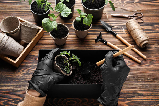 Woman setting out young plants in pots on wooden background - Photo, Image