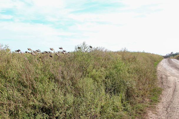 Girasole sullo sfondo di ragweed in campo agricolo - Foto, immagini