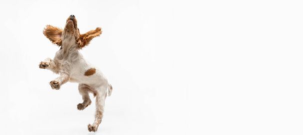白い背景に隔離された遊び心のあるコッカー・スパニエルの犬のジャンプやキャッチおもちゃ。犬の遊びだ。フライヤー - 写真・画像