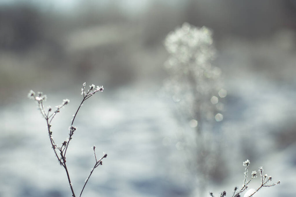 Kwiaty w hoarfrost szczegółowo zamknąć nikt śnieg tło  - Zdjęcie, obraz