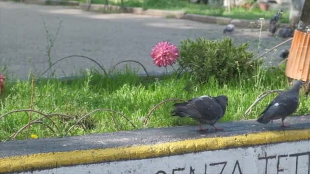 пара серых голубей, прогуливающихся по бетонному выступу в замедленной съемке видео  - Кадры, видео