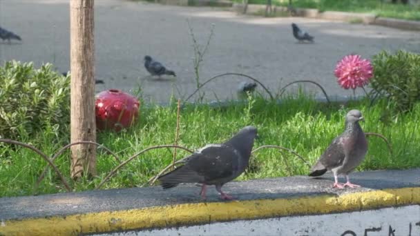 pair of gray pigeons strolling on the concrete ledge in slow motion video  - Footage, Video