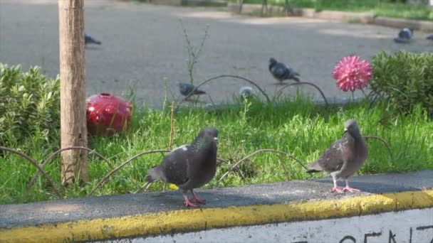 пара серых голубей, прогуливающихся по бетонному выступу в замедленной съемке видео  - Кадры, видео