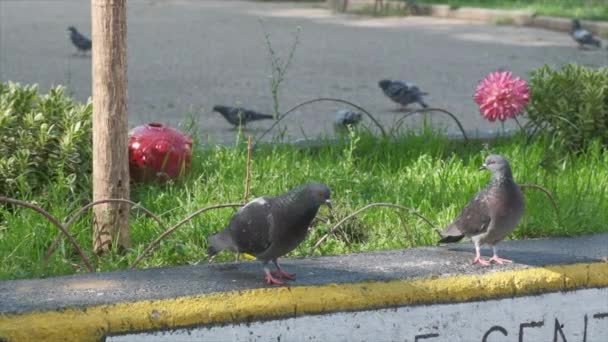 Yavaş çekimde beton çıkıntıda gezinen iki gri güvercin.  - Video, Çekim