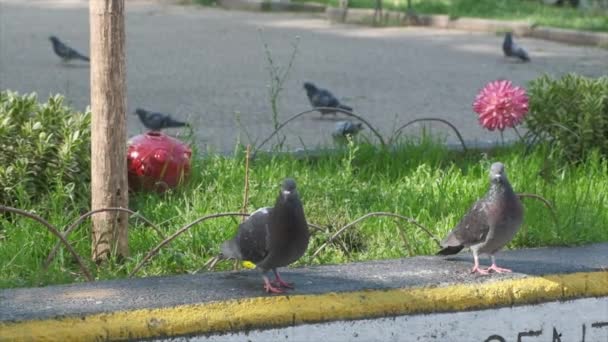 pair of gray pigeons strolling on the concrete ledge in slow motion video  - Footage, Video