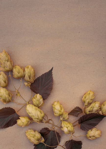 hop sprig with cones on pastel background with copy space - Photo, Image