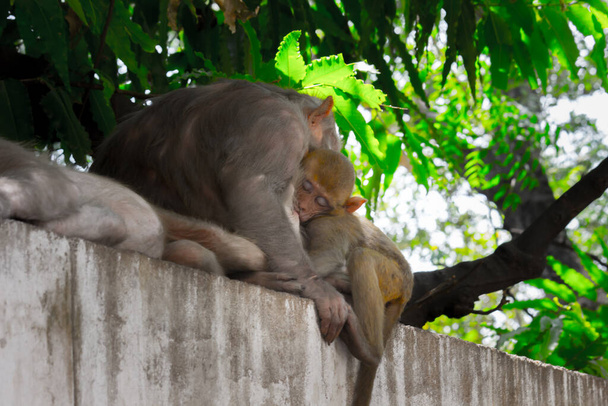 Rhesus macaque monkey are familiar brown primates or apes with red faces and rears are also know as Macaca or Mullata sleeping with baby under the tree in summer noon - Photo, Image