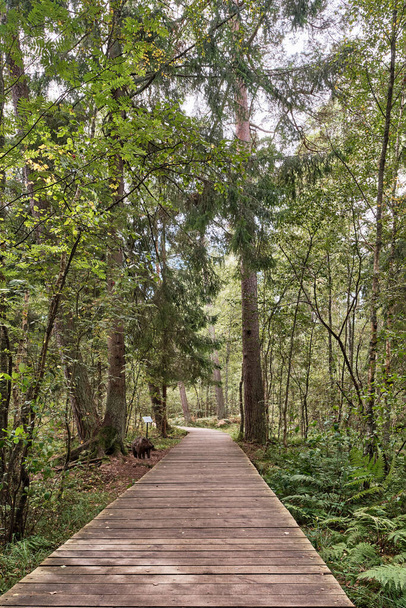 Fapadló vegyes erdőben, ökológiai ösvény Korolevsky Bor a Kurszkaja kosa. Fűzfaágakból készült sertésszobor. - Fotó, kép