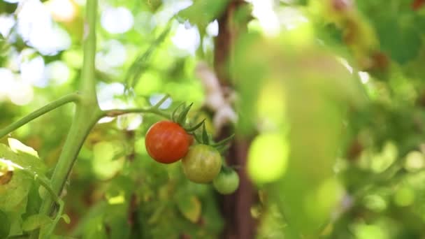Zavřete zelenou červenou rajčatovou rostlinu rostoucí ve skleníku. Zdravá zemědělská ekologická sklizeň na zahradě. Zavřít - Záběry, video