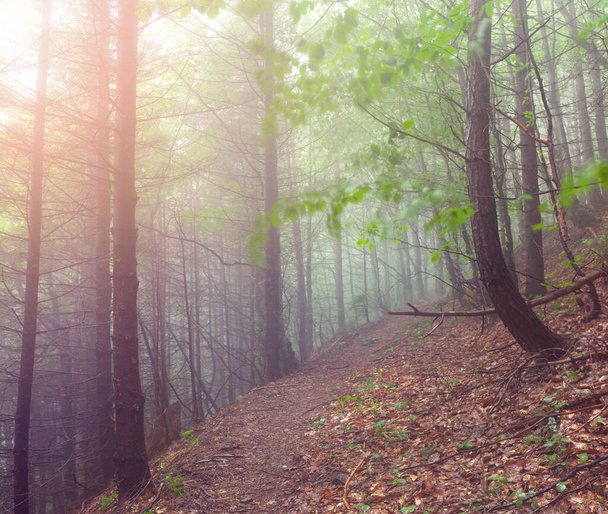 Ретро весенний вид в туманном лесу. Великолепная утренняя сцена в горном лесу. Красивый туманный пейзаж в Карпатах, Украине, Европе. Красота природы. - Фото, изображение