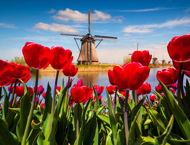 Słynne holenderskie wiatraki wśród kwitnących czerwonych kwiatów tulipanów. Słoneczna scena plenerowa w Holandii. Piękno krajobrazu w tle koncepcja. Kreatywny kolaż. - Zdjęcie, obraz