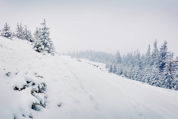 巨大な吹雪の後に山の丘。雪の素晴らしい屋外シーンはモミの木、ハッピーニューイヤーお祝いのコンセプトをカバーしました。自然の概念の背景の美しさ. - 写真・画像