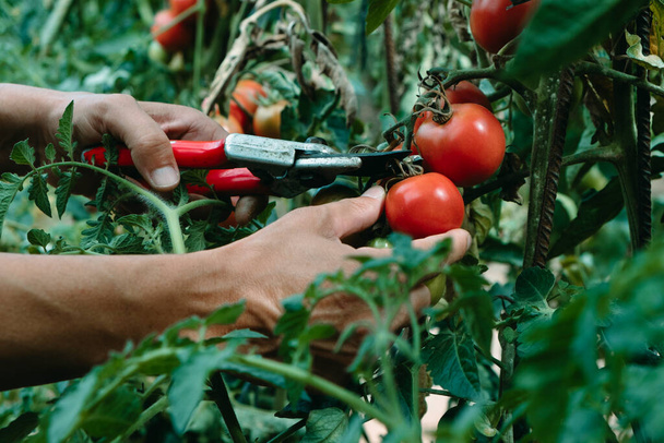 a young caucasian man collects some ripe tomatoes using a pair of pruning shears in a plantation - Foto, Imagen