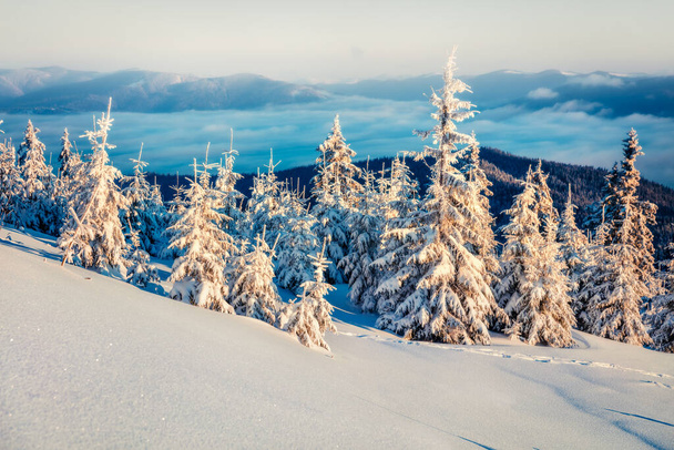 Το πρώτο φως του ήλιου λάμπει λόφους και κοιλάδες στα Καρπάθια. Ομίχλη χειμωνιάτικη ανατολή σε ορεινή φάρμα με χιονισμένα έλατα. Ομορφιά της φύσης έννοια φόντο. - Φωτογραφία, εικόνα