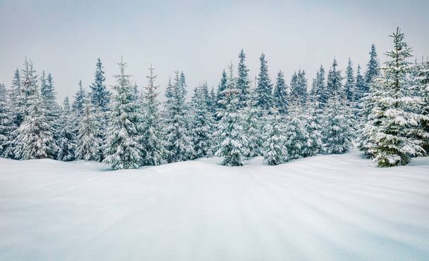 雪に覆われたモミの木と山の森の中で寒い冬の朝。カルパチア山脈のレトロなスタイルの屋外シーン。自然の概念の背景の美しさ. - 写真・画像