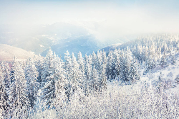 Jasny zimowy widok na Karpaty z pokrytymi śniegiem jodłami. Świetna scena na świeżym powietrzu, koncepcja szczęśliwego Nowego Roku. Styl artystyczny post przetworzone zdjęcie. - Zdjęcie, obraz