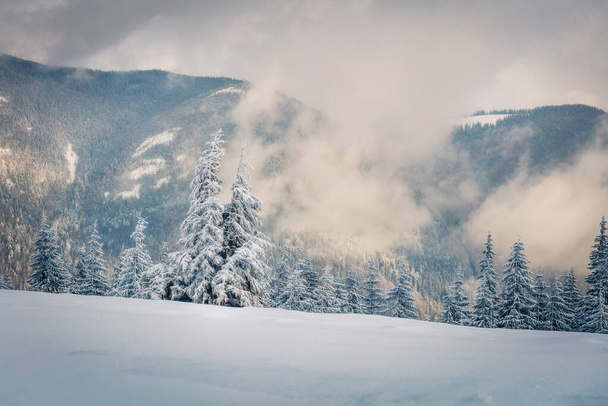 雪に覆われたモミの木と山の森の中で劇的な冬の日の出。絵のような屋外シーン、ハッピー新年のお祝いのコンセプト。芸術風のポスト処理写真.  - 写真・画像