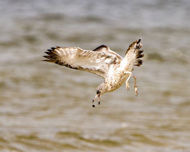Seagull flying and diving to catch food with spread wings with blur water background in its habitat surrounding and environment displaying wings, eye, beak, feet. - Фото, зображення