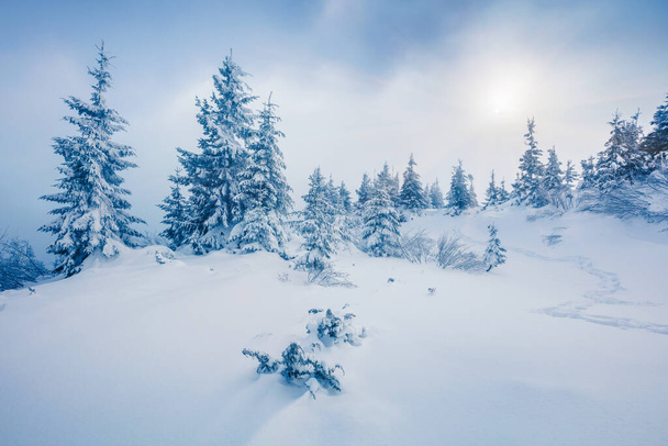 Karpat dağlarının karla kaplı köknar ağaçlarıyla puslu kış manzarası. Renkli açık hava sahnesi, mutlu yeni yıl kutlaması konsepti. Doğa konseptinin güzelliği. - Fotoğraf, Görsel