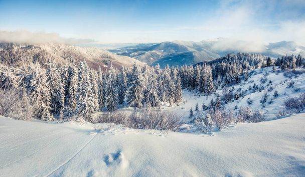 雪に覆われたモミの木とカルパチア山脈の明るい冬のはがき。霜の屋外シーン、ハッピー新年のお祝いのコンセプト。芸術風のポスト処理写真. - 写真・画像