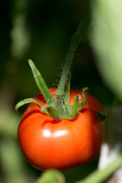 Red tomatoes in the garden - 写真・画像