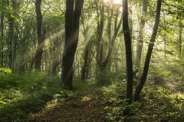 Nyári táj ködös erdő, napkeltekor - Fotó, kép