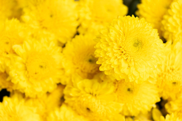Закрыт из желтого цвета Хризантема цветочный узор фон - Фото, изображение