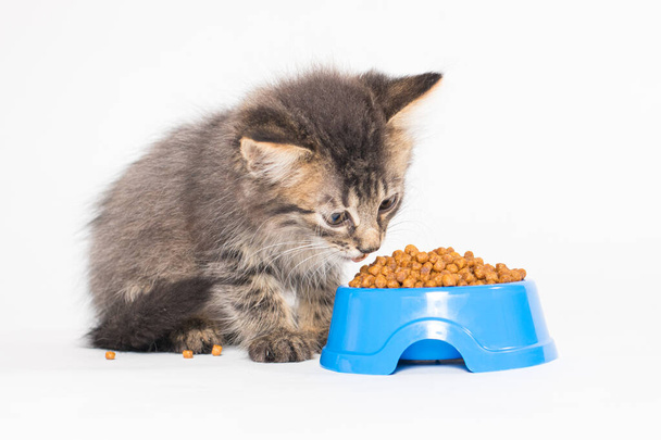 Un gattino mangia cibo secco da un piatto blu su sfondo bianco per un negozio di animali domestici. - Foto, immagini