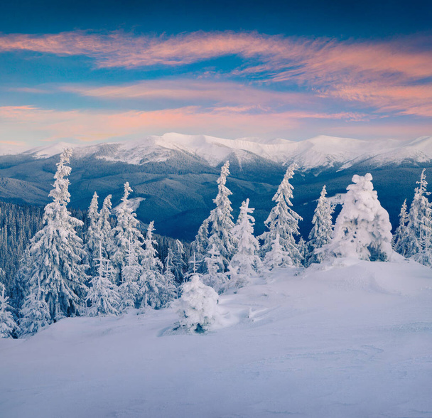 Great winter sunrise in Carpathian mountains with snow covered fir trees. Colorful outdoor scene, Happy New Year celebration concept. Artistic style post processed photo - Photo, image