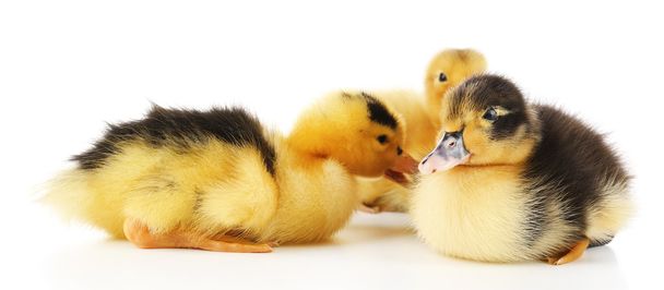 Little cute ducklings isolated on white - Photo, Image
