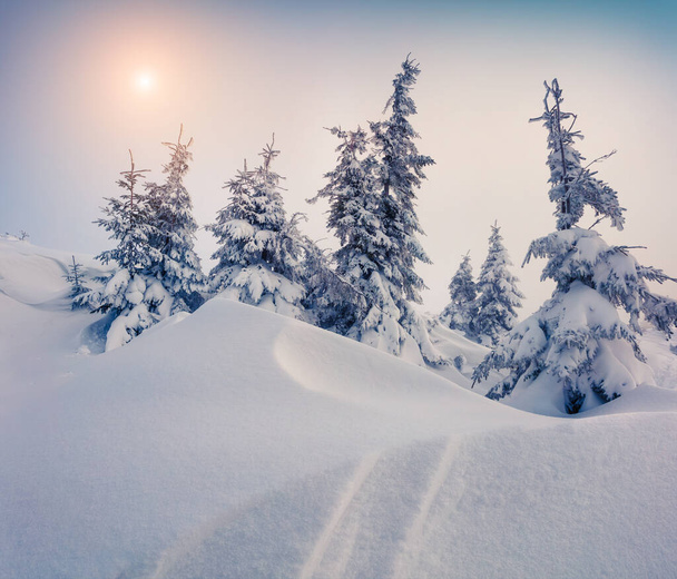 Ηλιόλουστη πρωινή σκηνή στο ορεινό δάσος μετά από έντονη χιονόπτωση. Misty τοπίο χειμώνα στο χιονισμένο ξύλο, Ευτυχισμένο το νέο έτος εορτασμού έννοια. Καλλιτεχνικό στυλ θέση επεξεργασμένη φωτογραφία. - Φωτογραφία, εικόνα