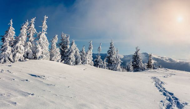 Сонячна ранкова сцена в гірському лісі. Яскравий зимовий пейзаж у сніжному лісі, з новорічним святкуванням концепції. Художній стиль пост оброблене фото. - Фото, зображення
