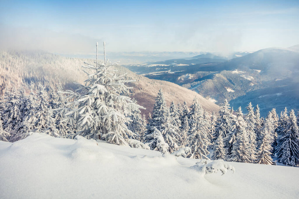 雪に覆われたモミの木と山の森の中で巨大な吹雪の後に霜の朝の風景。素晴らしい屋外シーン、幸せな新年のお祝いのコンセプト。自然の概念の背景の美しさ. - 写真・画像