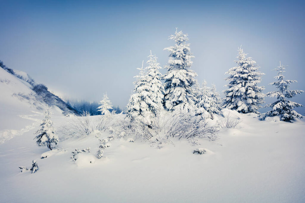 山の森の中で明るい朝のシーン。雪の木の霧の冬の風景、ハッピーニューイヤーお祝いのコンセプト。芸術風のポスト処理写真. - 写真・画像