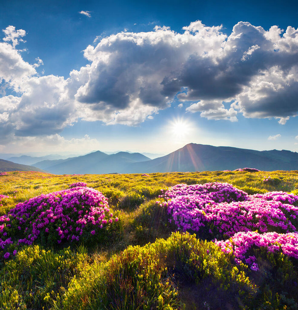 Värikäs kesäaamu pelloilla kukkivat alppiruusun kukkia. Upea ulkoilma kohtaus Karpaattien vuoristossa kesäkuussa, Ukrainassa, Euroopassa. Kauneus luonnon käsite tausta. - Valokuva, kuva