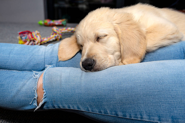 A male golden retriever puppy sleeps on the legs of a woman who sits on a couch in the living room of the house. - Photo, Image
