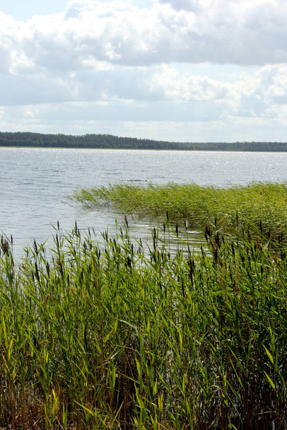 Lake with green ridges, sunny summer day with clouds in the sky, Lake Usma in Latvia  - Foto, Bild