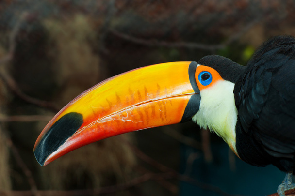 Tucan colorido
 - Foto, imagen
