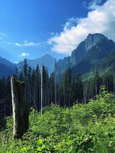 Polonya Tatraları yüksek dağları. Tatra Ulusal Parkı - Fotoğraf, Görsel