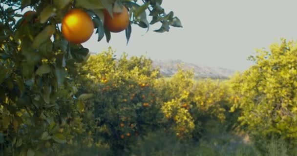 Pomarańcze w sycylijskim gaju cytrusowym. Pomarańcze owocowe wiszące na gałęziach sadu cytrusowego. - Materiał filmowy, wideo