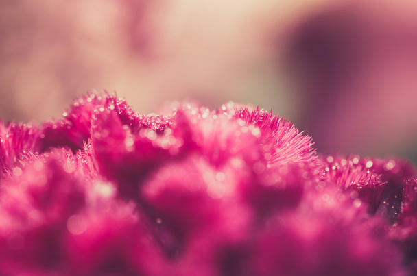 Целозия или цветы из шерсти или винтажный цветок Cockscomb
 - Фото, изображение